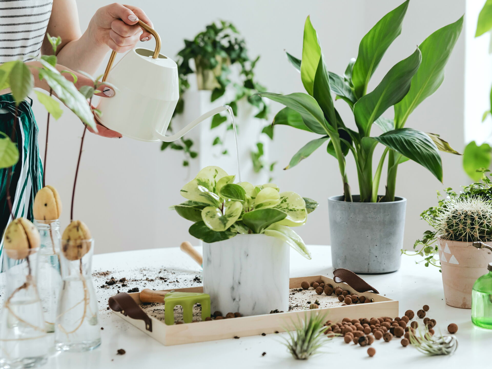 Blumenpflege, Tipps für ein grünes Zuhause aus der Gärtnerei M. Pötschke