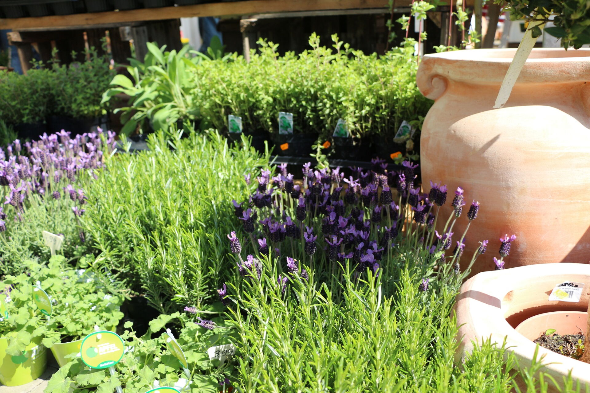 Lavendel und Gartenkräuter, mediterrane Bepflanzung