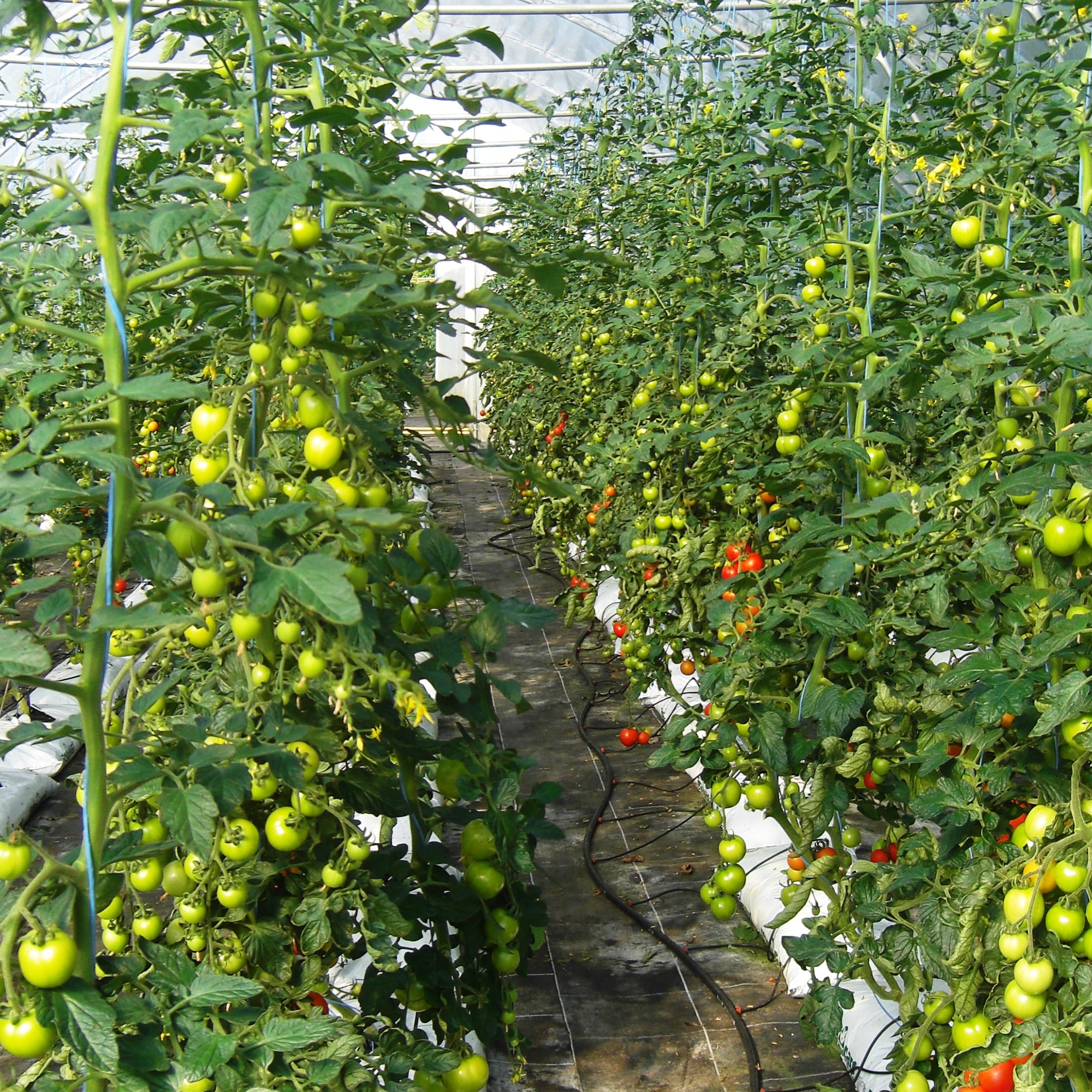 Tomatenpflanzen in verschiedenen Sorten für Balkon & Gemüsebeet