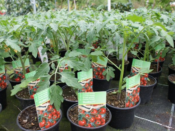 Tomatenpflanzen, Erdbeerpflanzen, Bio-Kräuter & weitere Beet-Pflanzen