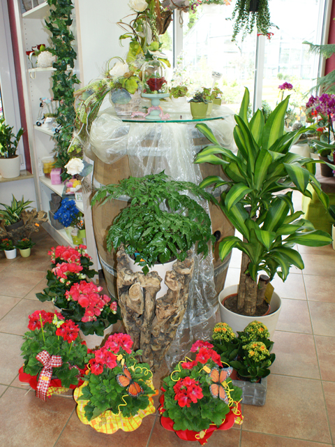 Blumen im Topf, Grünpflanzen & blühende Zimmerpflanzen